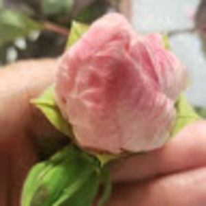 Meet your Posher, Eva